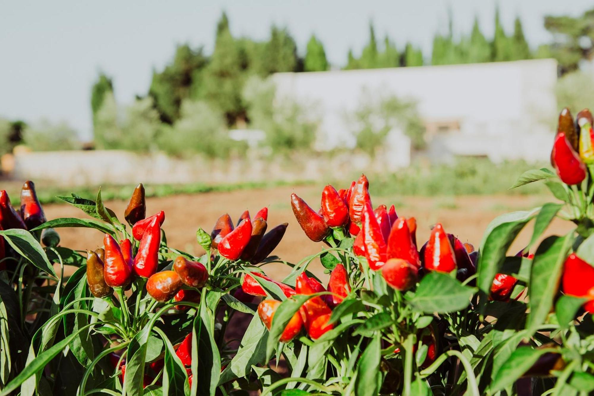 אוטרנטו Masseria L'Uliveto Agri Resort מראה חיצוני תמונה